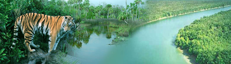 sundarban3